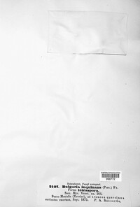 Bulgaria inquinans image